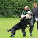 Belastungsphase für den Hund