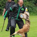 Belastungsphase für den Hund